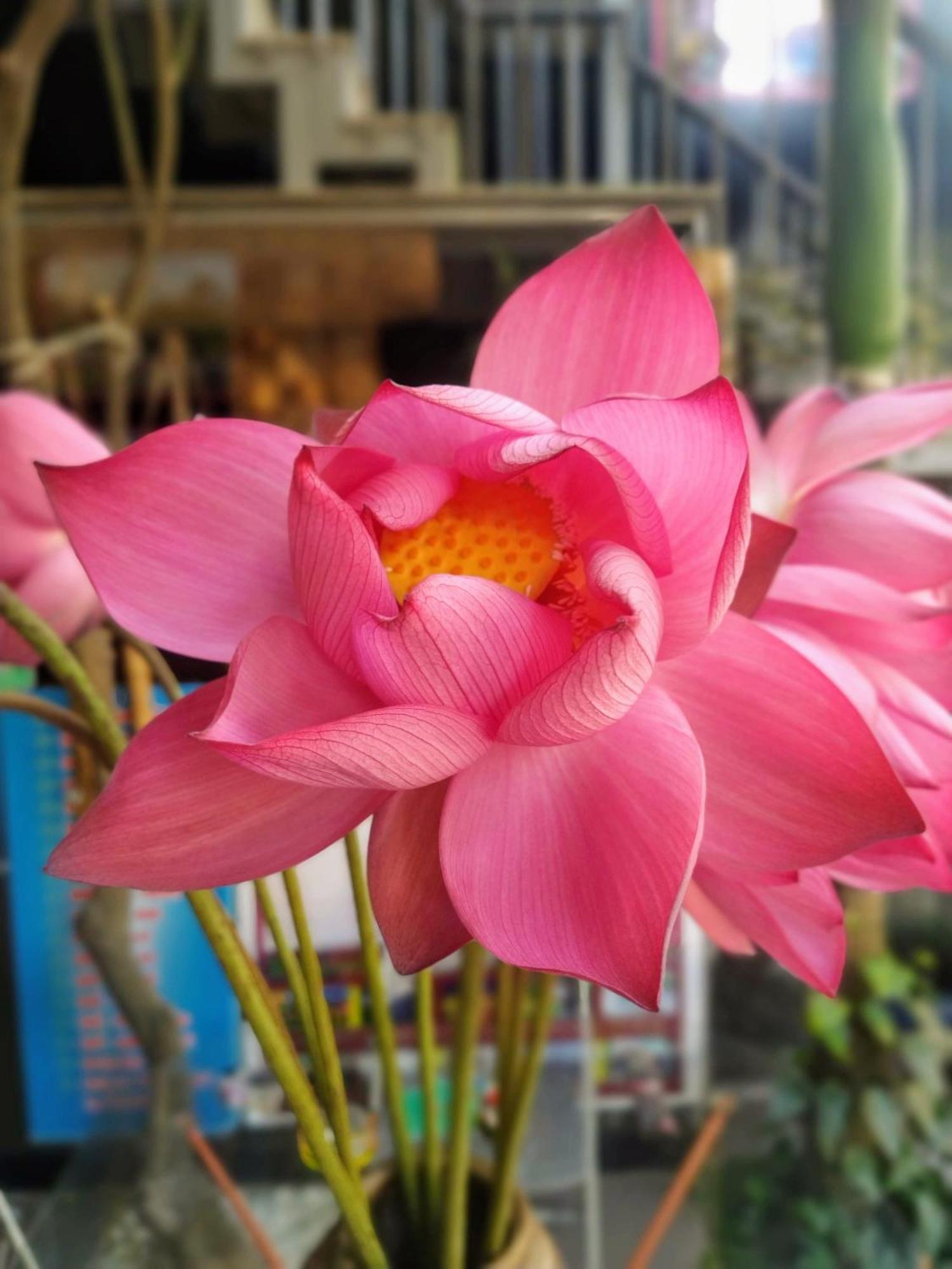 Q' Homestay Garden Villa Хуе Екстериор снимка